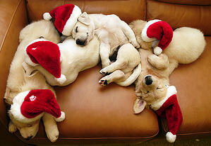 5 Ways To Optimize Moisture Meters, Production & Quality This Holiday Season