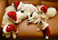 dogs resting at christmas