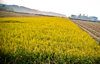 Kett Riceter for rice harvest