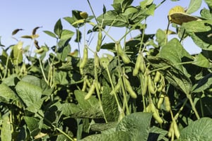 Soybeans in farm field, early September in Illinois