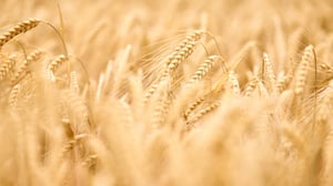 How Moisture Impacts Barley