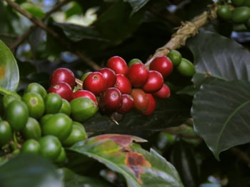 coffee-cherries-on-branch-1