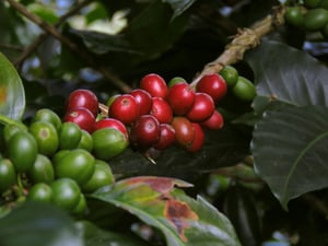 Water Quality, Quantity, and Activity: The Hidden Variable in Roast Quality