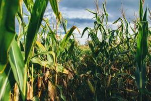 Harvesting Corn Based on Moisture Levels: What You Should Know