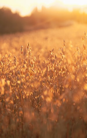 Producing Food-Grade Oats