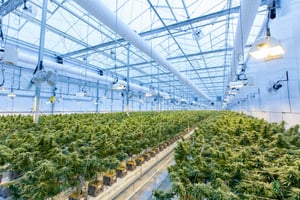 Spectrometers: Testing Grow Lights for Hemp Production