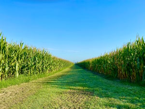 Predicting Corn Maturity with Moisture Levels