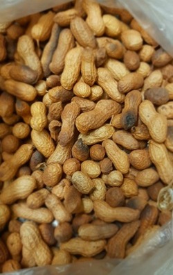 Shell and All: Measuring Peanuts’ Moisture Levels