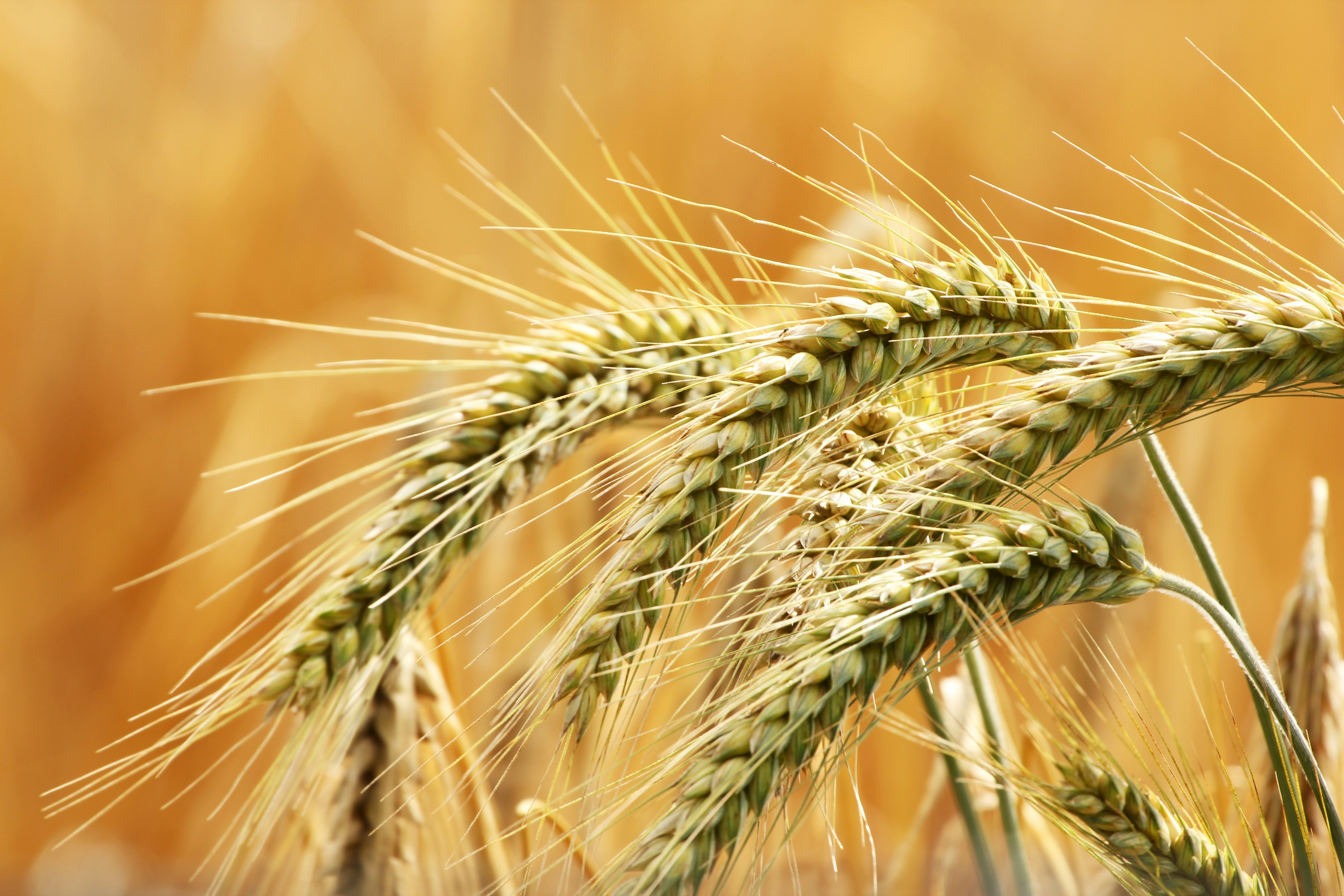 Golden barley at full maturity, when moisture levels determine harvest and storage timing