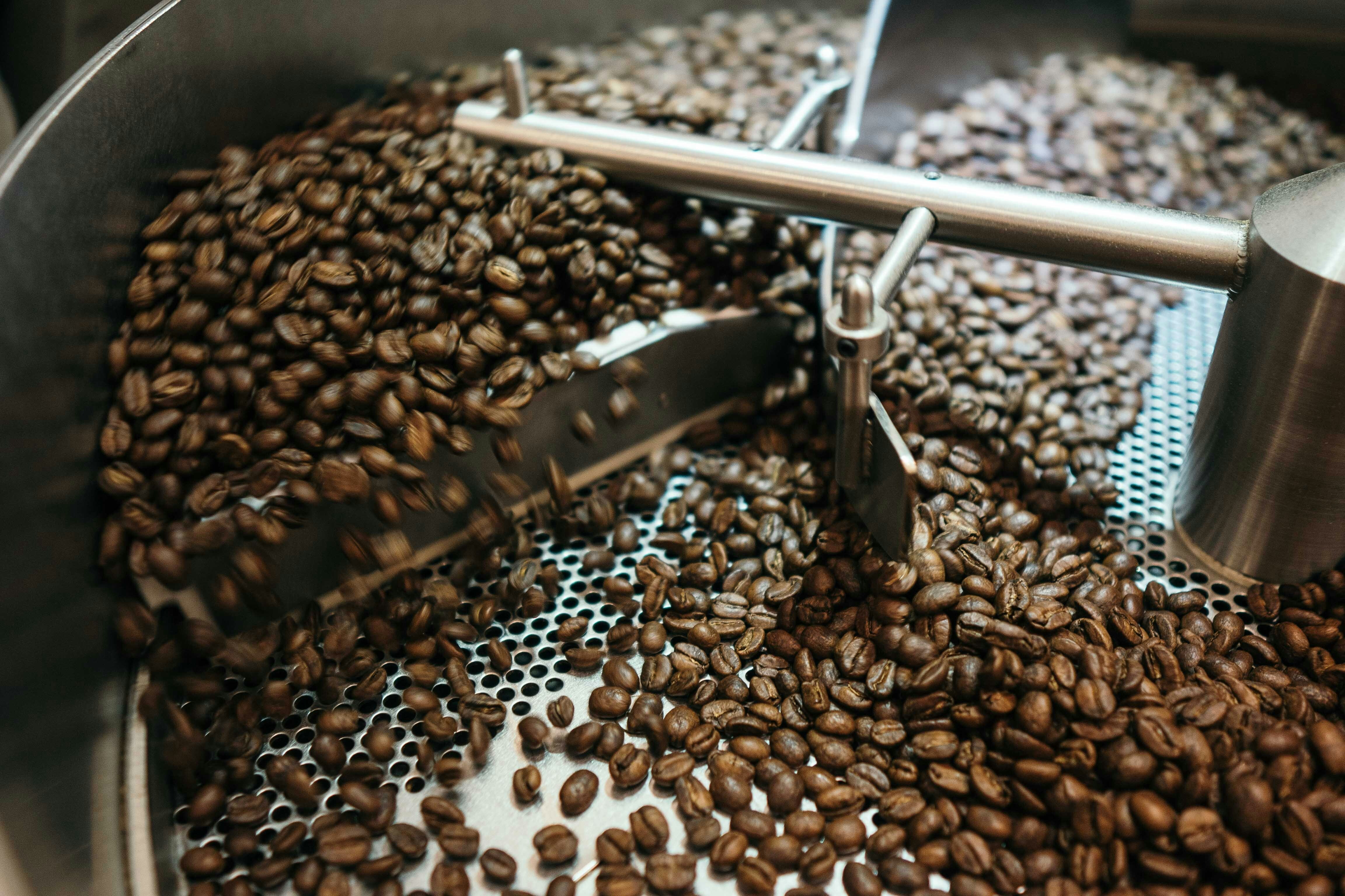 When Is the Best Time to Harvest Coffee for Fresh, Quality Beans?