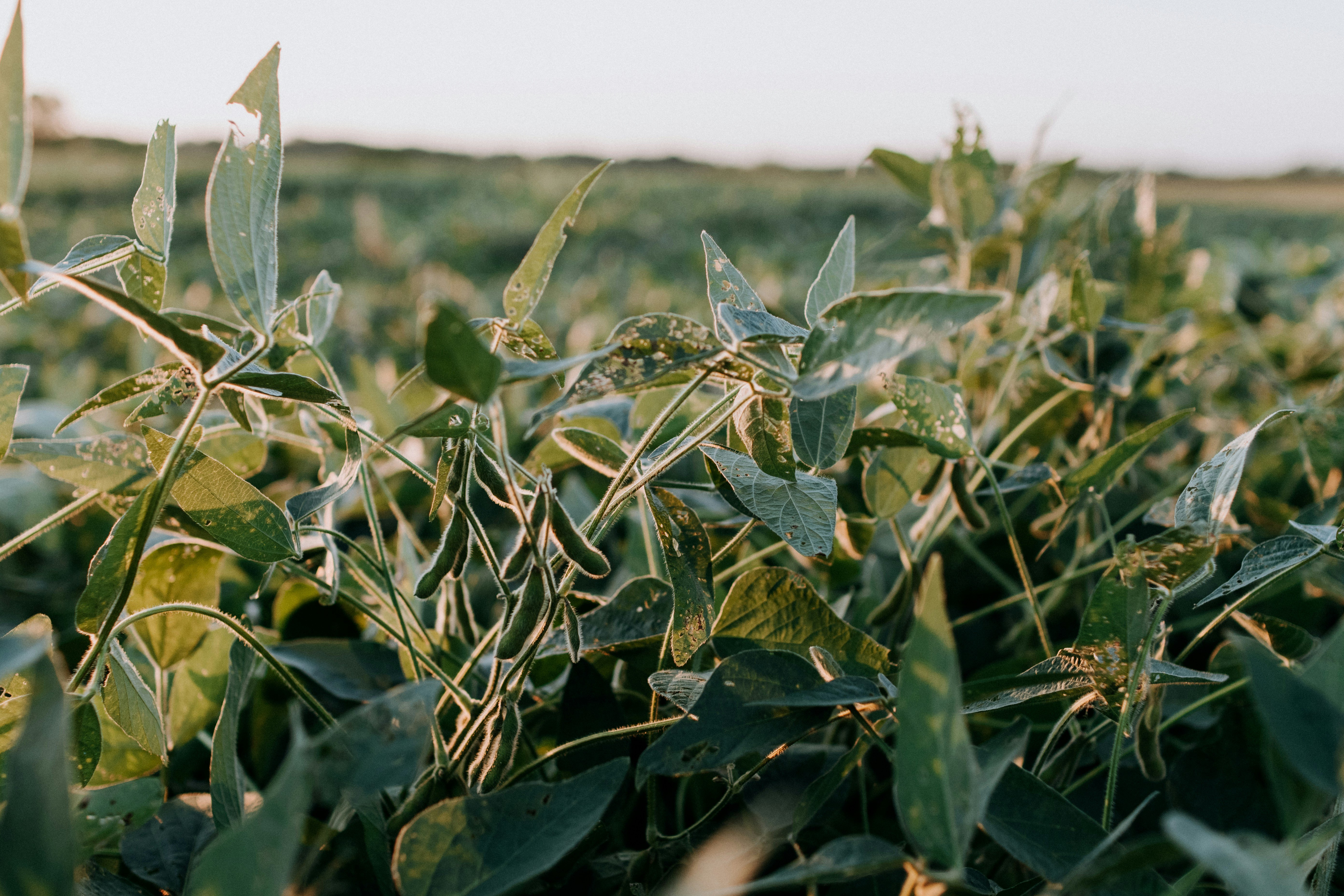 Maturing soybean plants with filled green pods in a field at golden hour, nearing harvest